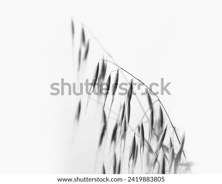 Seeds of a wild oat plant hanging from the stem.  Royalty-Free Stock Photo #2419883805