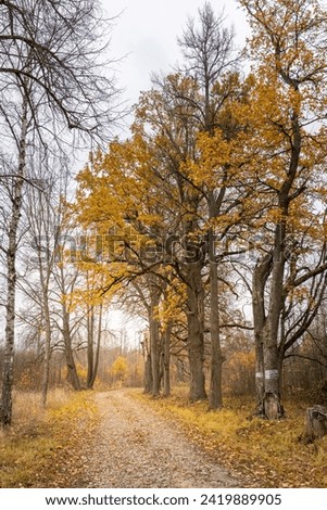 autumn in the park, Oak alley on a cloudy autumn day