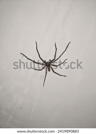 Big spider stay on the white wall. The photo is suitable to use for animal wildlife and animal poster.