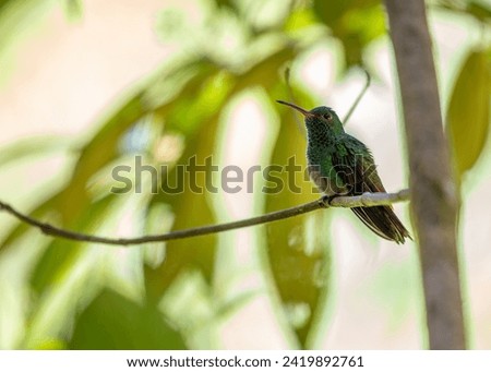 Graceful Rufous-tailed Hummingbird, Amazilia tzacatl, hovering and sipping nectar in the vibrant landscapes of Central America, showcasing its iridescent plumage. 