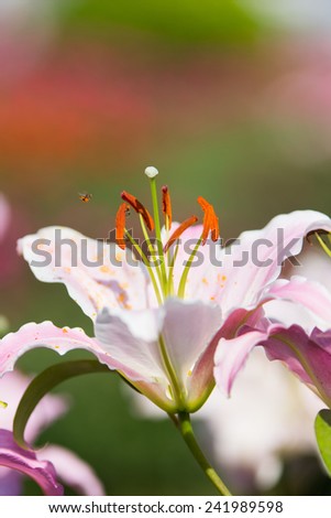 pink lily flower garden