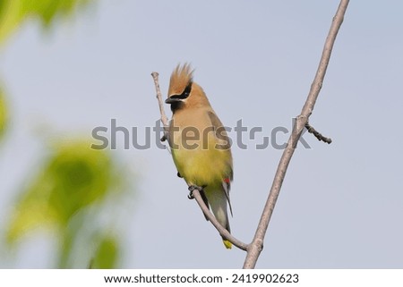 Cedar Waxwing Perched on a branch with a raised crest Royalty-Free Stock Photo #2419902623
