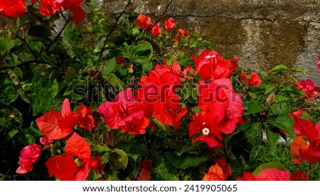 red bougainvillea flower blooming in the park