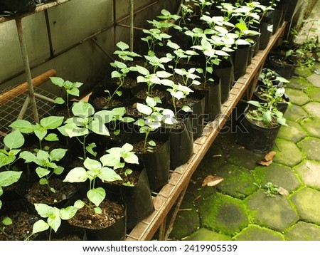 Young plants growing in nursery. close up, chili plant seeds in poly bags sold by farmers in nurseries. Royalty-Free Stock Photo #2419905539