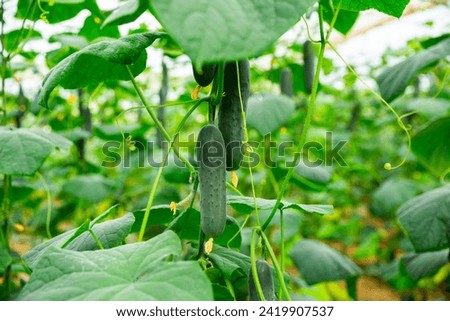 cultivation green delecious cucumbers in big hothouse Royalty-Free Stock Photo #2419907537