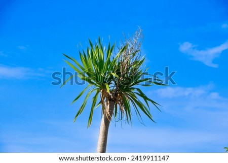 Exotic green tree of palm commonly known as cabbage tree with clear sky in the background Royalty-Free Stock Photo #2419911147