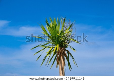 Exotic green tree of palm commonly known as cabbage tree with clear sky in the background Royalty-Free Stock Photo #2419911149