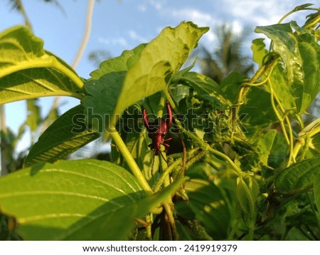 there are red insects that land on green betel leaves