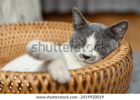 Cute gray and white cat lying, sleeping, playing in a yellow wicker basket on a shaggy mat carpet at home. Cat looking up and focusing. pet ownership, pet friendship concept Royalty-Free Stock Photo #2419920019
