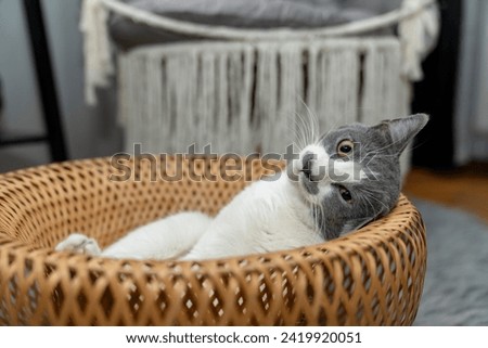 Cute gray and white cat lying, sleeping, playing in a yellow wicker basket on a shaggy mat carpet at home. Cat looking up and focusing. pet ownership, pet friendship concept Royalty-Free Stock Photo #2419920051