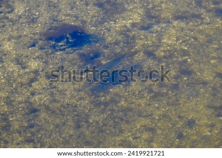 Common Snook (Centropomus undecimalis) swimming near lookout at Manatee Viewing Center