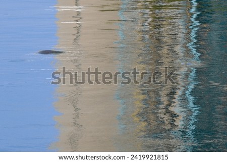 West Indian Manatee (Trichechus manatus) swimming near lookout at Manatee Viewing Center