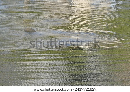 West Indian Manatee (Trichechus manatus) swimming near lookout at Manatee Viewing Center