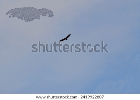 Bald Eagle (Haliaeetus leucocephalus) flying high overhead at Manatee Viewing Center
