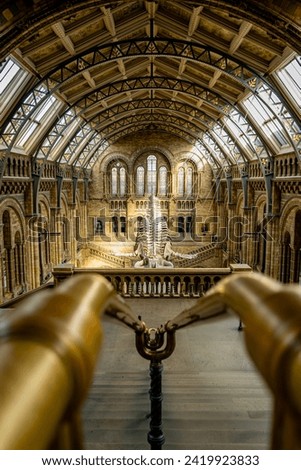 Incredible perspective photograph of whale skeleton in a museum Royalty-Free Stock Photo #2419923833