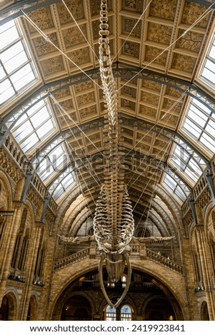 Incredible perspective photograph of whale skeleton in a museum Royalty-Free Stock Photo #2419923841