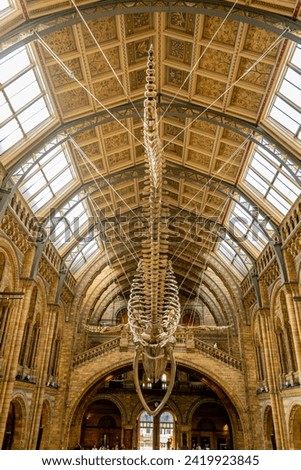 Incredible perspective photograph of whale skeleton in a museum Royalty-Free Stock Photo #2419923845