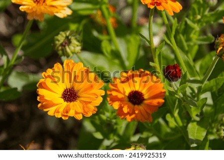 Calendula's Blooming in the Summer