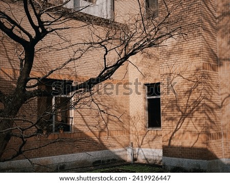 Silhouette of trees on brick wall of library in National Taiwan University. Branches of tree picturing a beautiful and tranquil view.