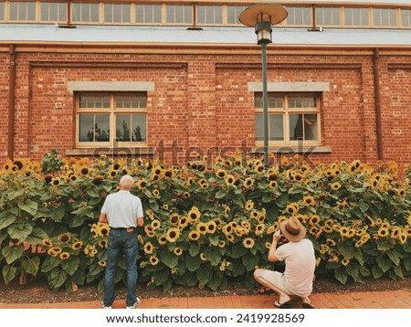 Elderly man admiring sunflower garden, photographer capturing moment against brick wall.