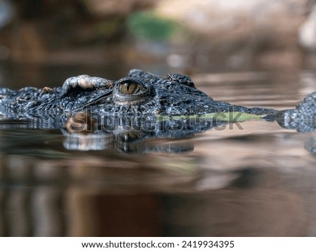 Closeup. Crocodile open eyes . this is stunning picture 