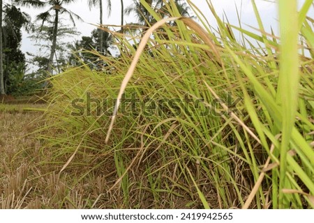 Napier bush grass green and yellow for animal food
