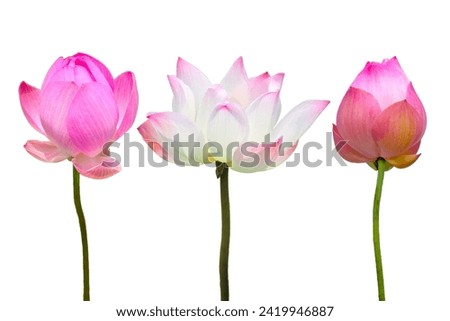 Lotus flower on white background. Royalty-Free Stock Photo #2419946887