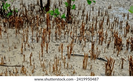 view of the respiratory roots of the avicennia plant on the beach Royalty-Free Stock Photo #2419950487