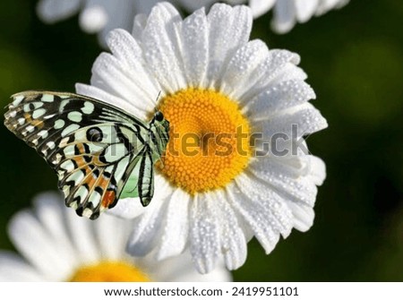 The flower and the butterfly. How wonderful it is for the beauty of the flower to come together with the beauty of the butterfly in one picture