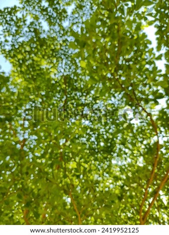 Abstract blurred background with trees and sky