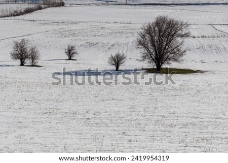 Winter landscape, snow-covered fields against the backdrop of mountains. Rare lonely trees in the field in winter.