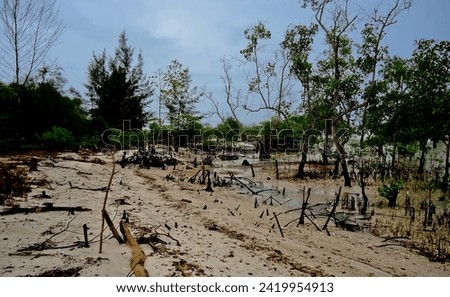 view of avicennia plants on the beach, Bangka-Belitung Royalty-Free Stock Photo #2419954913
