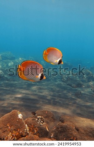Pair of butterflyfish swimming in the tropical ocean. Underwater seascape with wild marine life, photography from scuba diving. Travel picture, wildlife in the sea.