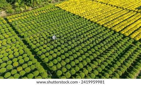 Top view Cho Lach or Lach Flower Village in Ben Tre City, people are taking care of flowers for Tet . This is the oldest village specializing in growing flowers in Vietnam.