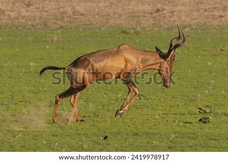 Red hartebeest, Cape hartebeest or Caama - Alcelaphus buselaphus caama jumping on green grass. Photo from Kgalagadi Transfrontier Park in South Africa Royalty-Free Stock Photo #2419978917