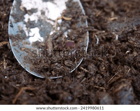 Earthworms from cow dung in a spoon