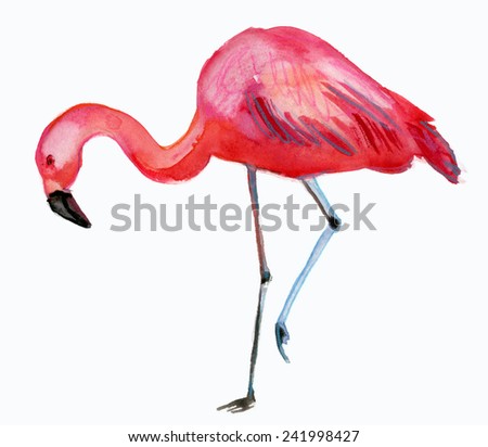 Flamingo.  watercolor painting.