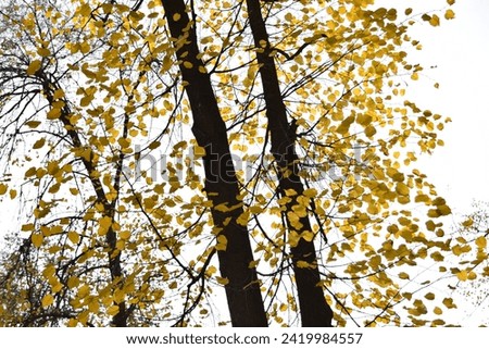 Bright yellow foliage in an autumn park in October
