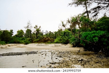 view of avicennia plants on the beach, Bangka-Belitung Royalty-Free Stock Photo #2419993759
