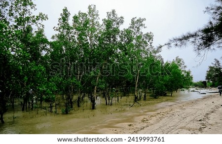view of avicennia plants on the beach, Bangka-Belitung Royalty-Free Stock Photo #2419993761