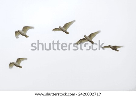 Small flock of Corellas flying diagonally towards camera against a grey sky.  Royalty-Free Stock Photo #2420002719
