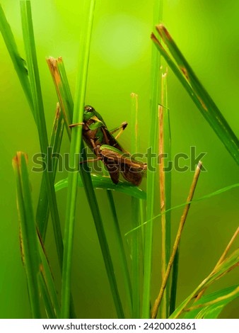 yellow green grasshopper on a stem with blur green background