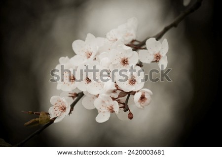 The branch with plum flowers. Blooming in pink. Spring in Poland. Romantic picture.