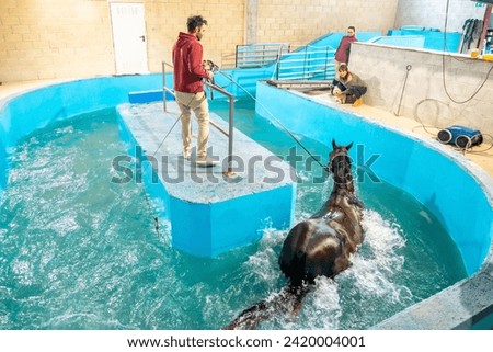 High angle view of a hydrotherapy center for animals with a horse inside a water during therapy Royalty-Free Stock Photo #2420004001