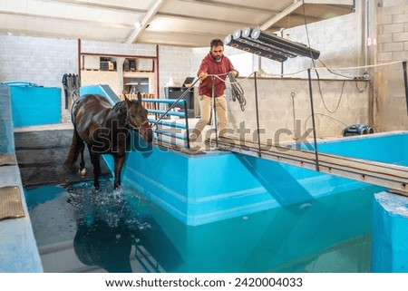 Horse entering to a pool during physiotherapy on a water treadmill tied with a rope to a man