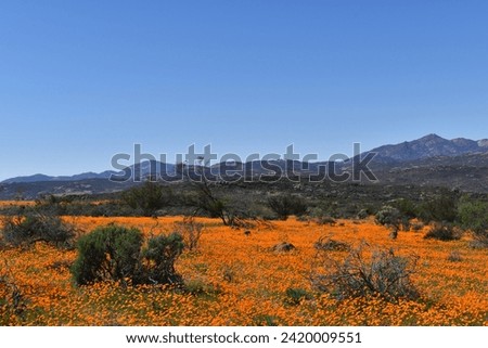 Beauiful flowers in south africa Royalty-Free Stock Photo #2420009551