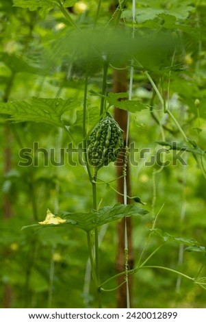 Bitter gourd or Green Bitter gourd hanging from a tree on a vegetable farm. Best Vegetable.
