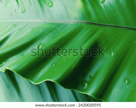 Image of green fern leaves with wavy edges, beautiful, delicate, suitable for water gardens fountain or stream It is a beautiful garden ornament. Provide shady, relaxing atmosphere.