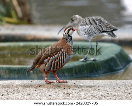 Red-legged Partridge - Alectoris rufa, beautiful colored ground bird from the pheasant family living in European fields and meadows, Czech Republic.