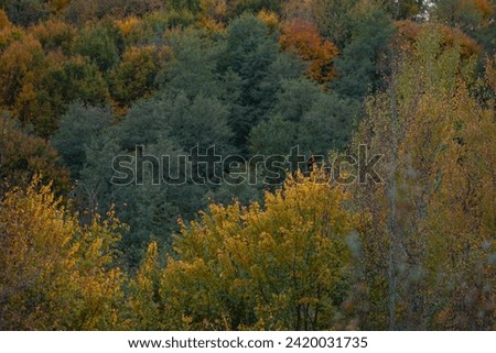 Picturesque autumn landscape far in the wilderness. Vast multicolored forest in sunny weather